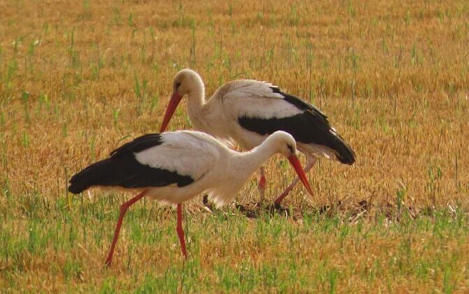 Storks-at-Hula-Lake-Park-673x420