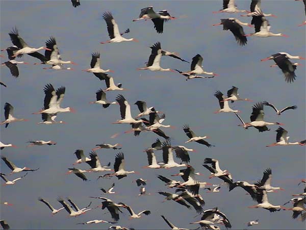 Storks-at-Hula-Lake-Park-b