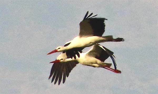 Storks-at-Hula-Lake-Park-c