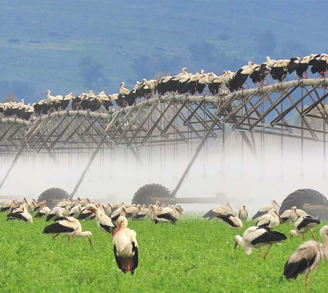Storks-at-Hula-Lake-Park-top